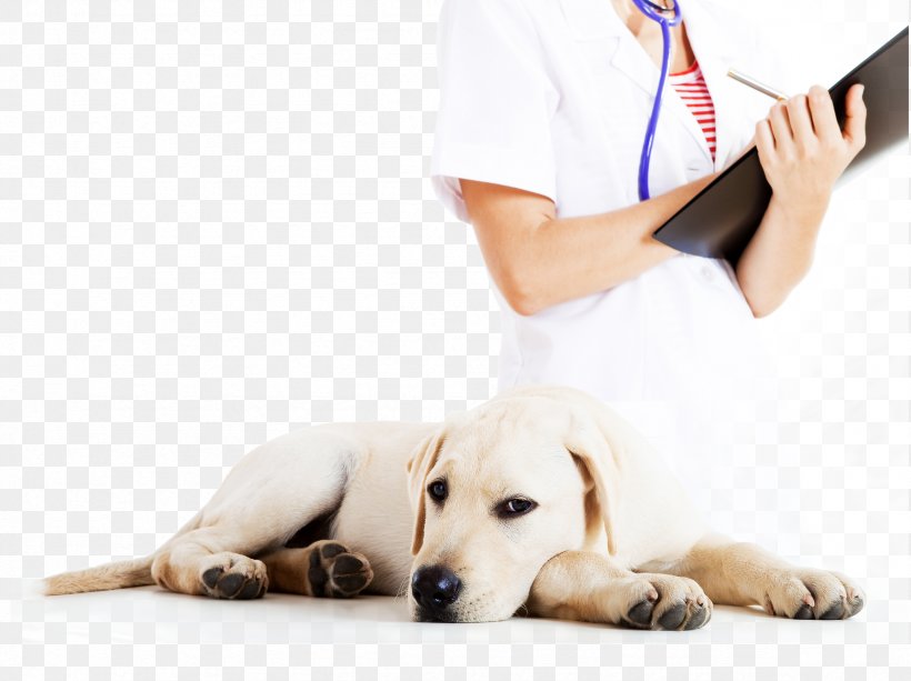 Great Dane Veterinary Medicine Veterinarian Labrador Retriever Pet, PNG, 2354x1760px, Great Dane, Animal, Canine Influenza, Carnivoran, Companion Dog Download Free