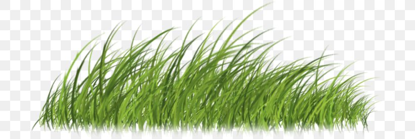 Lawn Vetiver Designer Creative Work Copyright, PNG, 698x276px, 2017, Lawn, Chrysanthemum, Chrysopogon, Chrysopogon Zizanioides Download Free