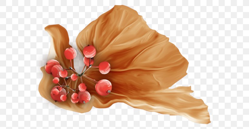 Petal Cut Flowers Peach, PNG, 600x427px, Petal, Cut Flowers, Flower, Peach Download Free