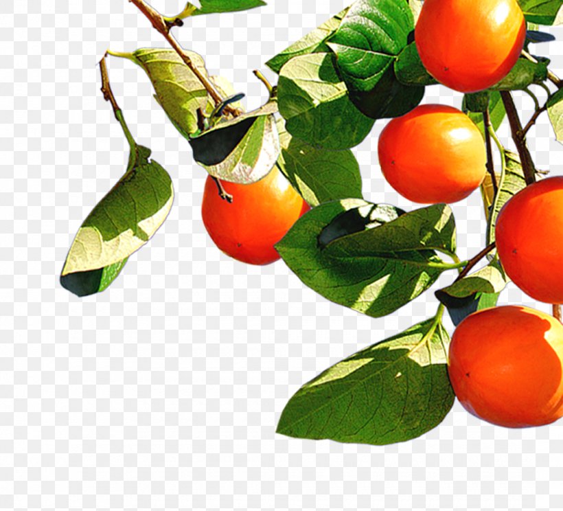 South Korea Tomato, PNG, 1080x980px, South Korea, Apple, Bush Tomato, Cherry, Citrus Download Free