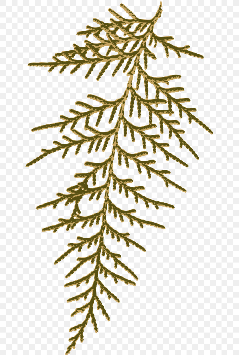 Spruce Leaf Plant Stem Twig Branch, PNG, 645x1217px, Spruce, Branch, Eunpyeonggu, Flowerpot, Grasses Download Free