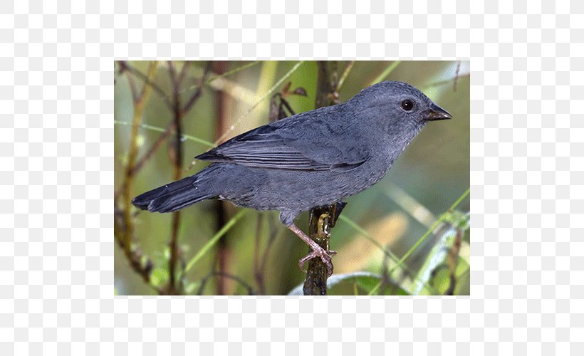 American Sparrows American Crow Finch Beak Wing, PNG, 500x500px, American Sparrows, American Crow, Beak, Bird, Common Raven Download Free