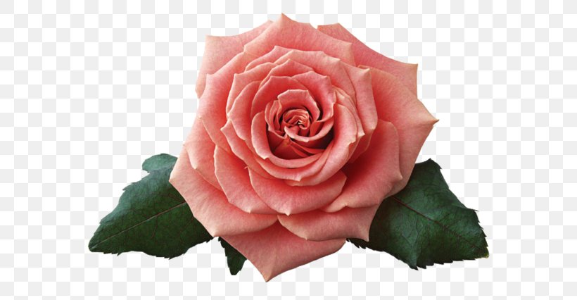Beach Rose China Rose Flower Petal Pink, PNG, 600x426px, Beach Rose, China Rose, Cut Flowers, Floribunda, Flower Download Free