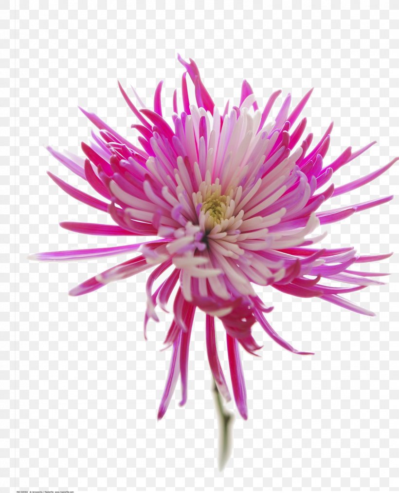 Chrysanthemum Download Purple, PNG, 1596x1970px, Chrysanthemum, Annual Plant, Aster, Chrysanths, Close Up Download Free