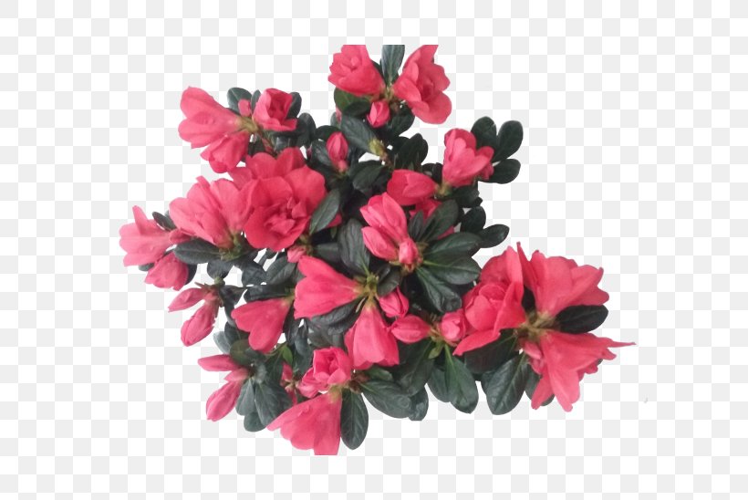 Cut Flowers Azalea Plant Rhododendron, PNG, 600x548px, Flower, Azalea, Cachepot, Color, Cut Flowers Download Free