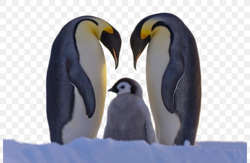 Penguin Family Bird Cuteness Animal, PNG, 800x533px, Penguin, Animal, Beak, Bird, Cuteness Download Free