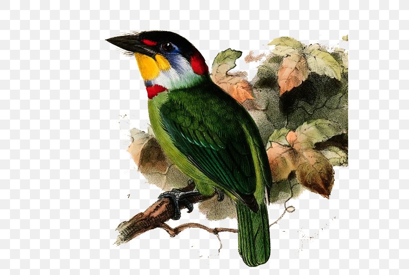 Taiwan Barbet Black-billed Mountain Toucan Neoaves Black-browed Barbet, PNG, 576x552px, Bird, Beak, Black Browed Barbet, Chinese Barbet, Drawing Download Free