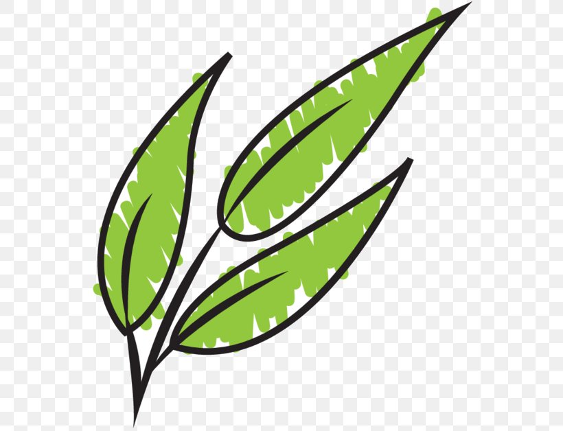 Clip Art Leaf Plant Stem Line Commodity, PNG, 568x628px, Leaf, Botany, Commodity, Flower, Flowering Plant Download Free
