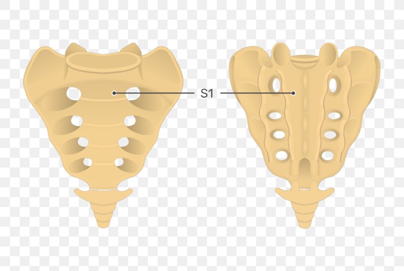 Sacrum Coccyx Vertebral Column Anatomy, PNG, 745x550px, Sacrum, Anatomy, Bone, Cervical Vertebrae, Coccyx Download Free
