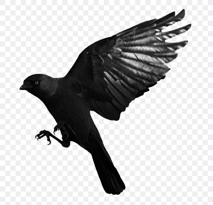 Bird Common Raven Western Jackdaw, PNG, 1024x990px, Bird, American Crow, Art, Beak, Bird Of Prey Download Free