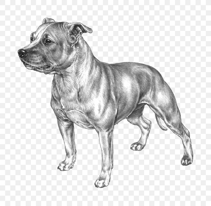 Dog Breed Staffordshire Bull Terrier American Staffordshire Terrier American Pit Bull Terrier, PNG, 800x800px, Dog Breed, American Pit Bull Terrier, American Staffordshire Terrier, Black And White, Boston Terrier Download Free