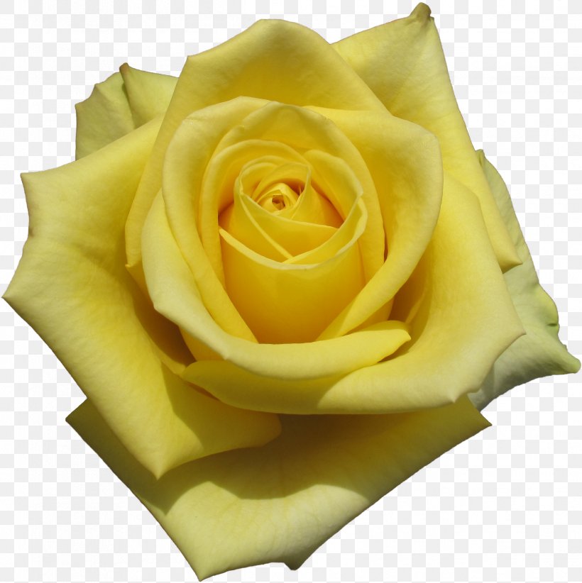 Garden Roses, PNG, 2429x2437px, Flower, Floribunda, Garden Roses, Hybrid Tea Rose, Petal Download Free