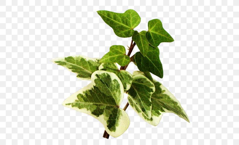 Leaf Vegetable Herb Spring Greens Ivy, PNG, 500x500px, Leaf Vegetable, Araliaceae, Flowerpot, Herb, Ivy Download Free