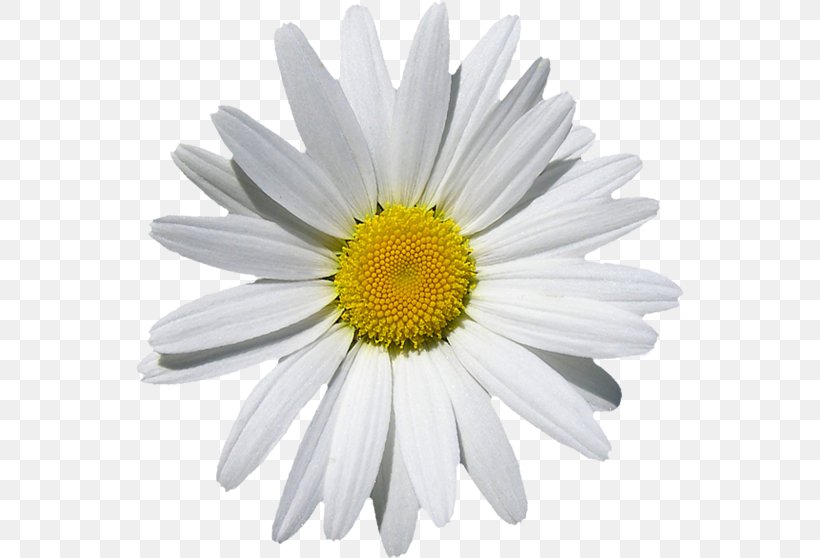 Oxeye Daisy Common Daisy Marguerite Daisy Chrysanthemum Machine Embroidery, PNG, 548x558px, Oxeye Daisy, Annual Plant, Aster, Chamaemelum Nobile, Chamomiles Download Free