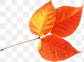 Autumn Leaves - Autumn Leaves Leaf Clip Art PNG