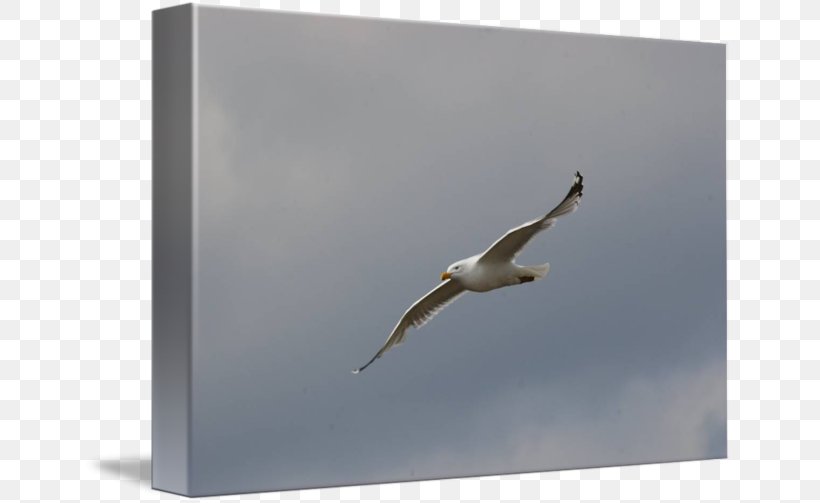 Seabird Beak Animal, PNG, 650x503px, Bird, Animal, Beak, Fauna, Seabird Download Free