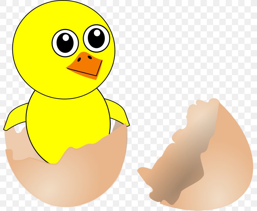 Chicken Eggshell Kifaranga Bird, PNG, 800x674px, Chicken, Beak, Bird, Bird Egg, Duck Download Free