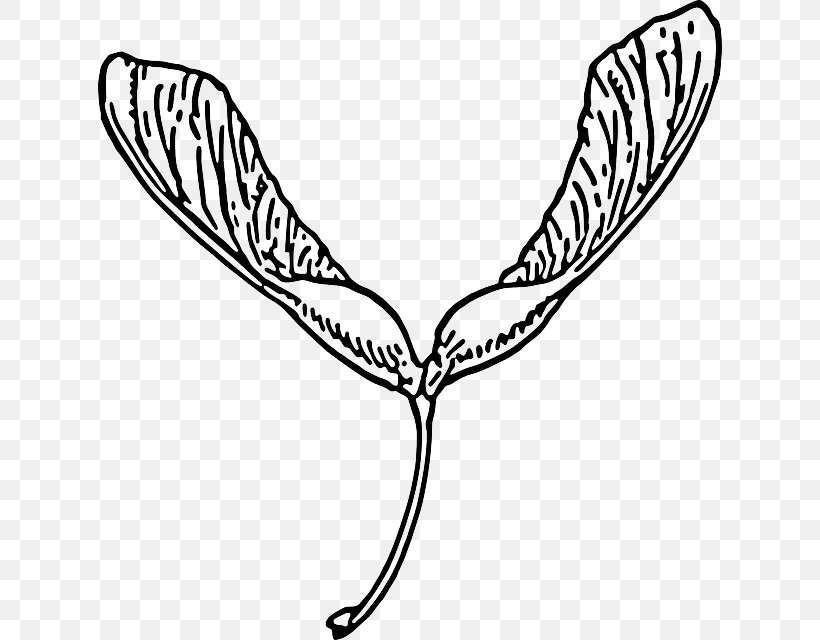 Clip Art Openclipart Seed Free Content Maple, PNG, 624x640px, Seed, Area, Artwork, Beak, Black And White Download Free