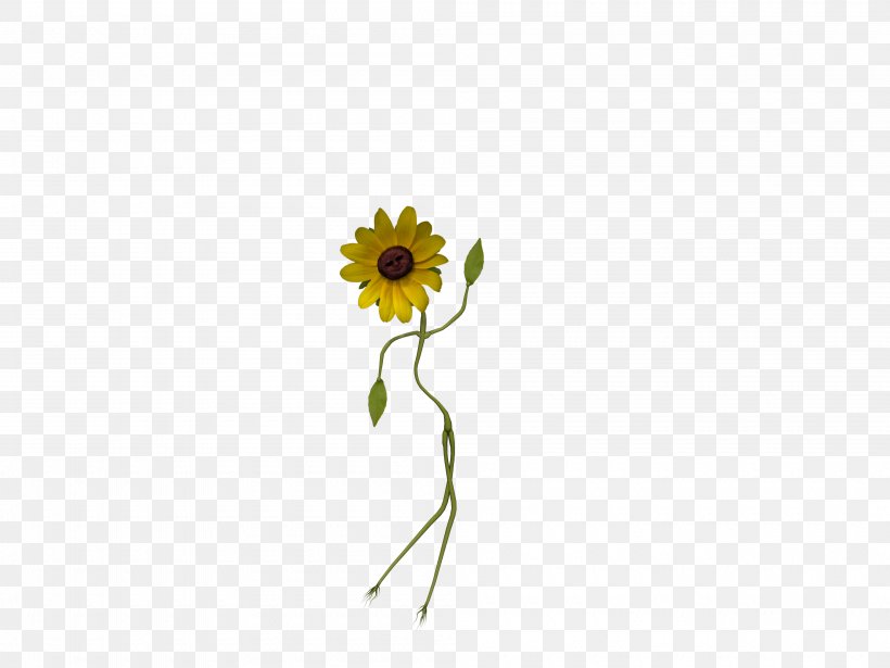 Common Sunflower Daisy Family Sunflower Seed Cut Flowers, PNG, 4000x3000px, Flower, Common Daisy, Common Sunflower, Cut Flowers, Daisy Download Free