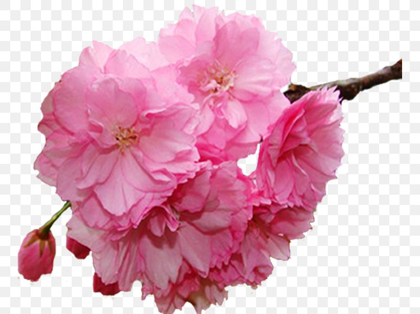 Flower Spring Branch, PNG, 751x613px, Flower, Autocad Dxf, Blossom, Branch, Cerasus Download Free