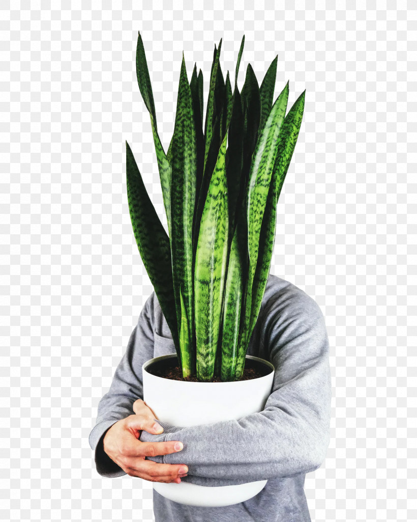 Aloe Vera, PNG, 1200x1500px, Flowerpot, Aloe Vera, Aloes, Houseplant Download Free