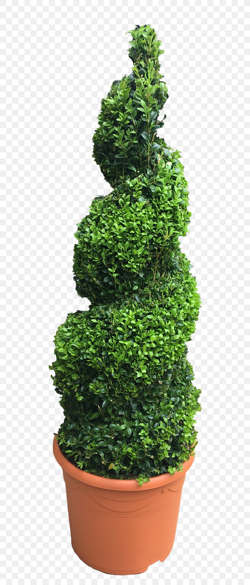 Fir Shrub English Yew Flowerpot Spruce, PNG, 559x1920px, Fir, English Yew, Evergreen, Flowerpot, Grass Download Free