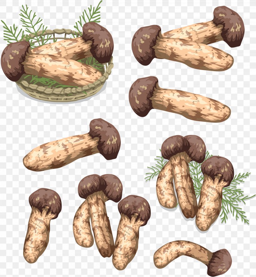 Matsutake Fungus Mushroom Shiitake Tuber, PNG, 4620x5000px, Matsutake, Boudin, Edible Mushroom, Food, Fungus Download Free