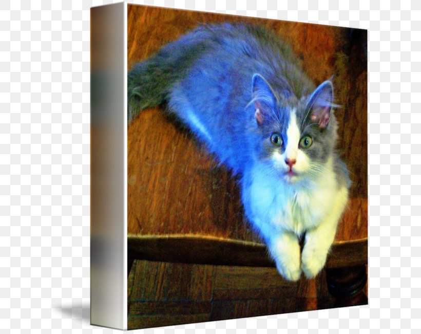 Whiskers Nebelung Kitten Fauna Tail, PNG, 630x650px, Whiskers, Cat, Cat Like Mammal, Fauna, Kitten Download Free