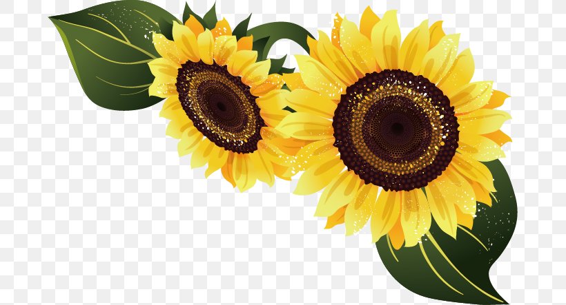Common Sunflower Euclidean Vector, PNG, 681x443px, Common Sunflower, Daisy Family, Flower, Flowering Plant, Gratis Download Free