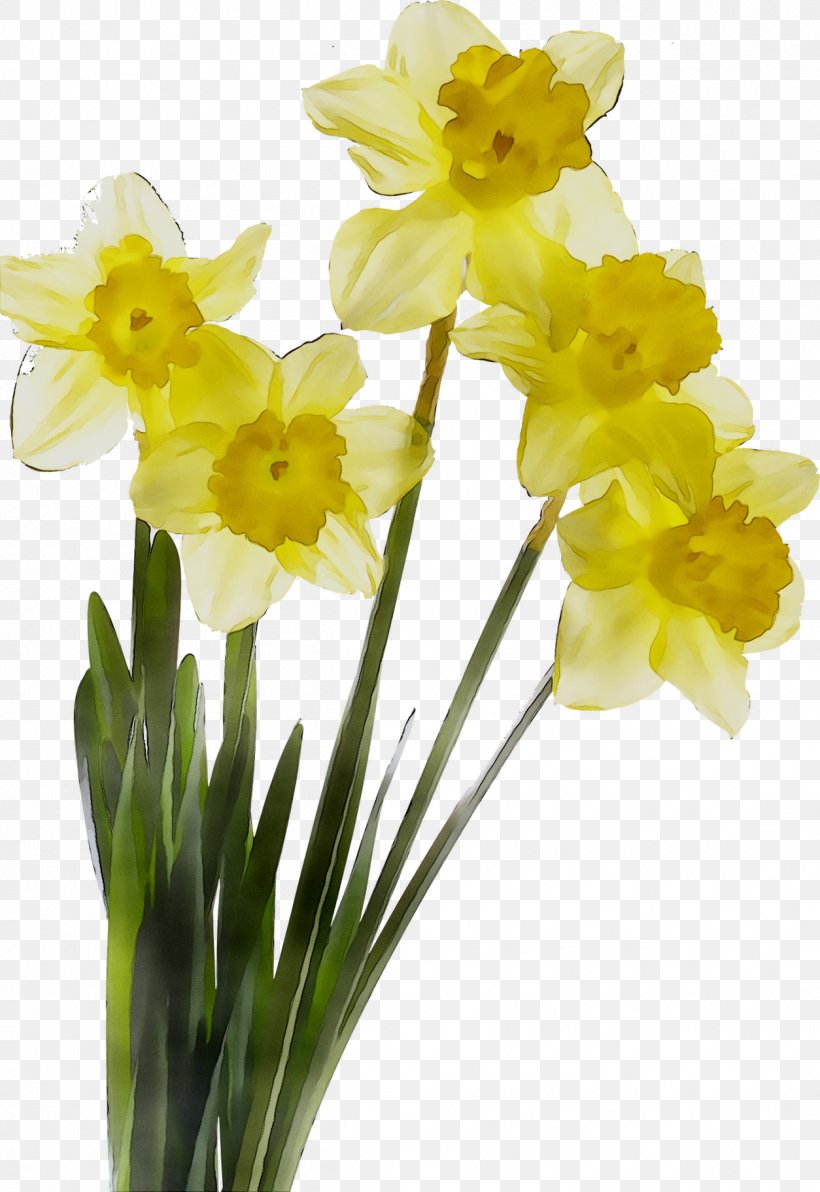 Daffodil Cut Flowers Plant Stem Color, PNG, 1254x1824px, Daffodil, Amaryllis Family, April, Artificial Flower, Cattleya Download Free