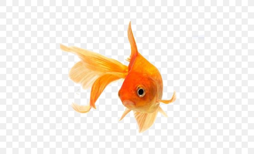 Oranda Fantail Comet Clip Art, PNG, 500x500px, Oranda, Bony Fish, Carassius, Comet, Fantail Download Free