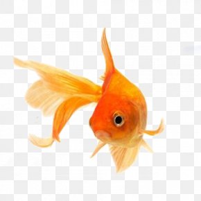 Fish - Oranda Fantail Comet Clip Art PNG
