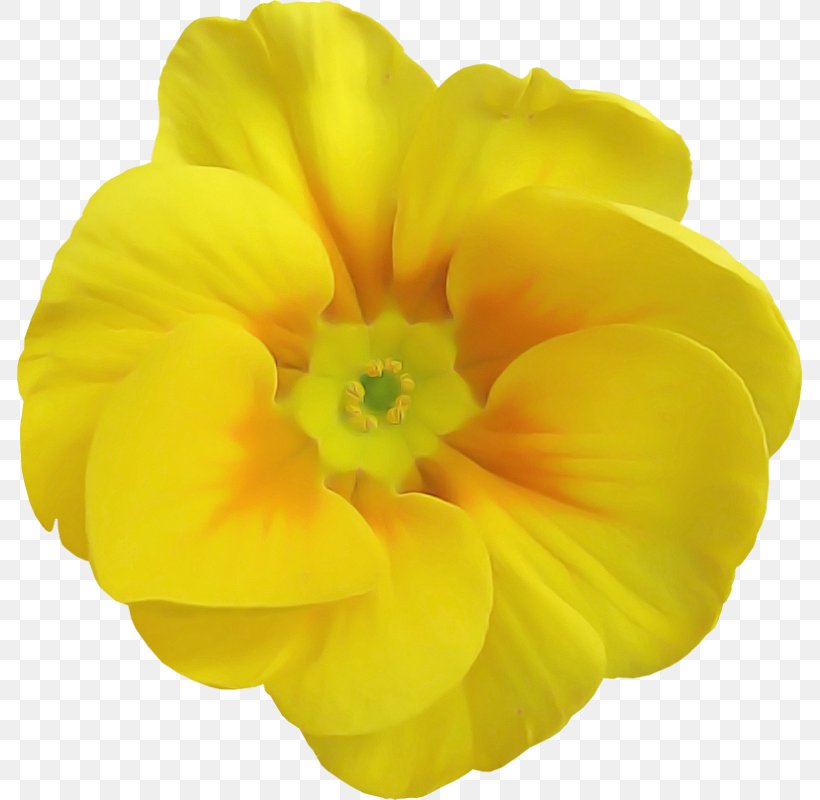 Petal Flower Yellow Flowering Plant Plant, PNG, 785x800px, Petal, Evening Primrose, Evening Primrose Family, Flower, Flowering Plant Download Free