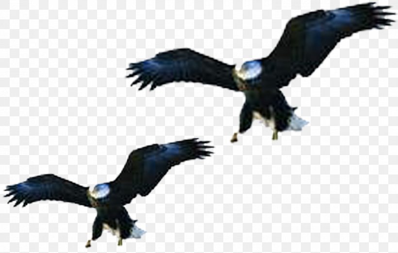 Bald Eagle White-tailed Eagle Double Bluff Beach Bird, PNG, 1480x943px, Bald Eagle, Beak, Bird, Bird Of Prey, Blue Jay Download Free