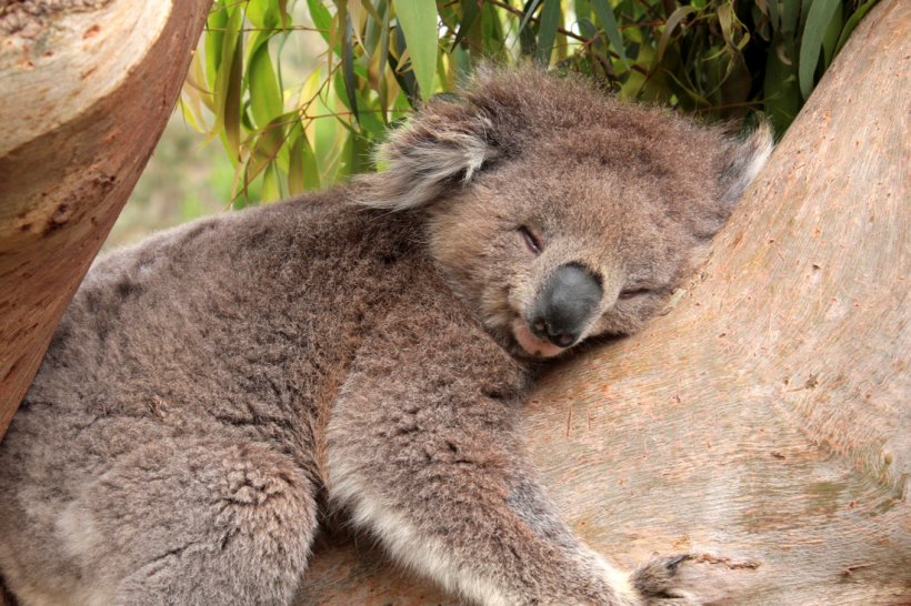 Koala Sleep Desktop Wallpaper Gum Trees Cuteness, PNG, 1100x733px, Koala, Animal, Bear, Computer, Cuteness Download Free