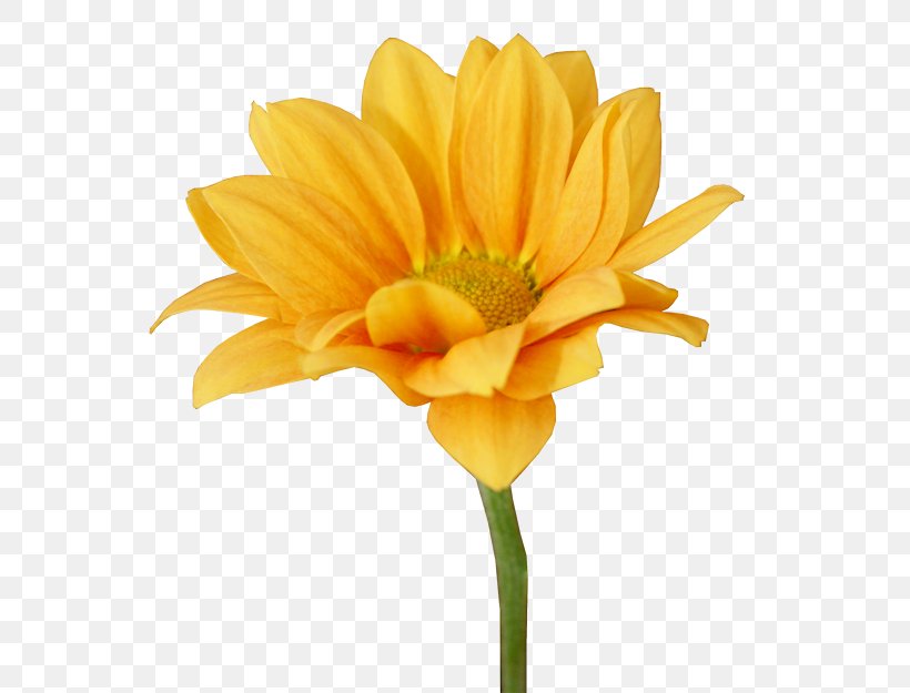 Transvaal Daisy Short Story Cut Flowers Plant Chrysanthemum, PNG, 588x625px, Transvaal Daisy, Blog, Chrysanthemum, Chrysanths, Cut Flowers Download Free