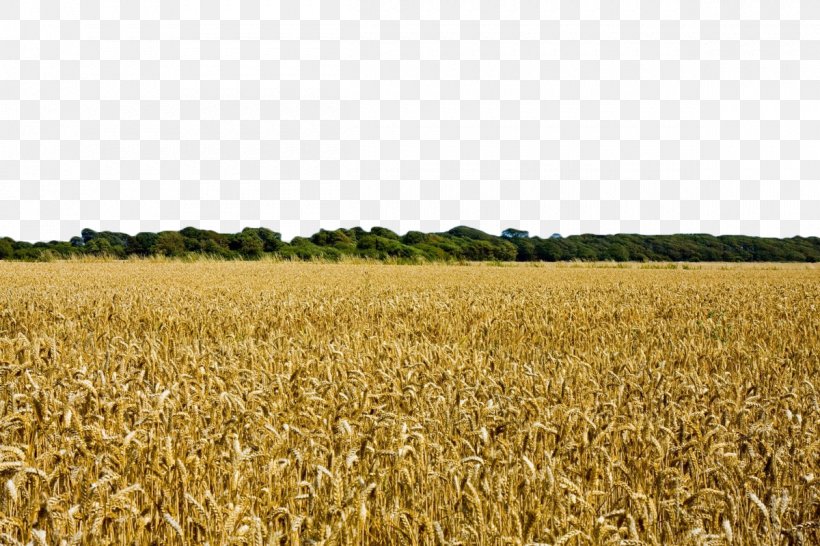 Wheat Field Harvest Crop Agriculture, PNG, 1200x800px, Wheat, Agriculture, Barley, Cereal, Commodity Download Free