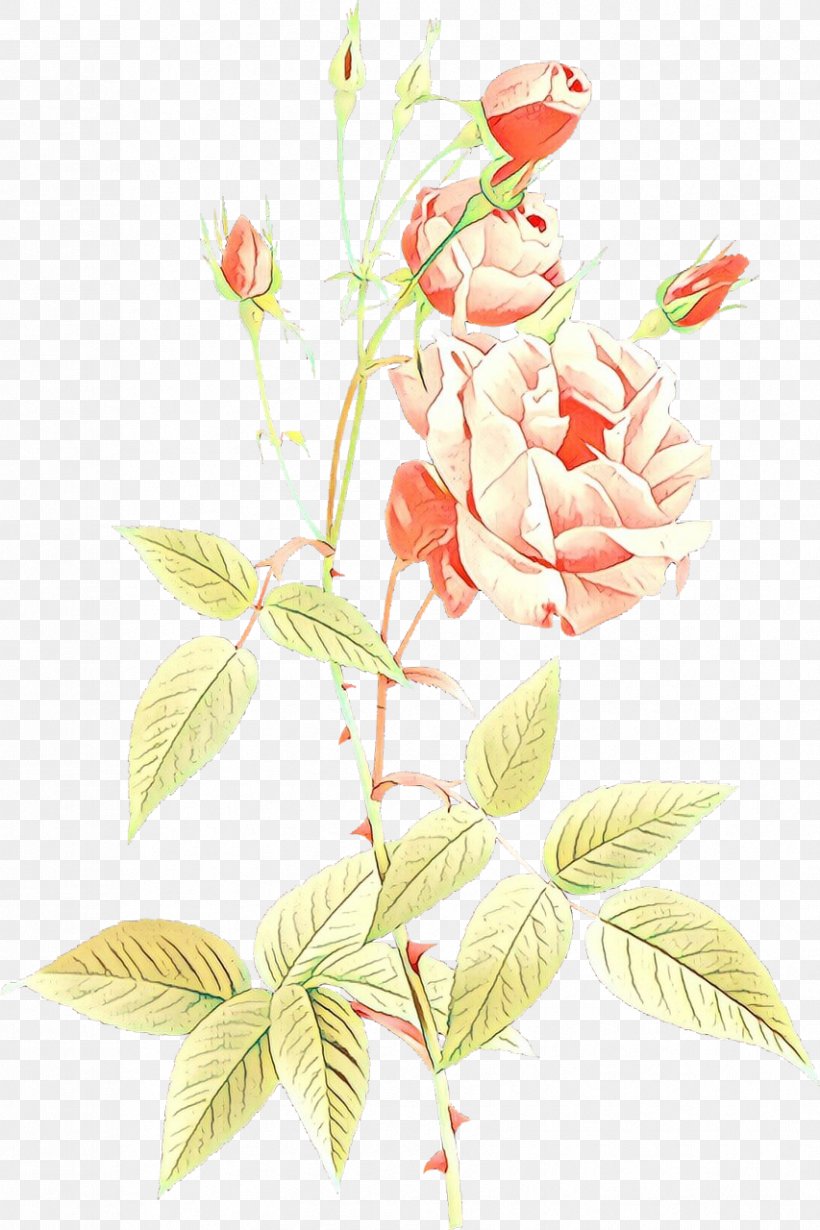 Garden Roses Painting The Garden Parasol Cabbage Rose, PNG, 853x1280px, Garden Roses, Anthurium, Botany, Branch, Cabbage Rose Download Free