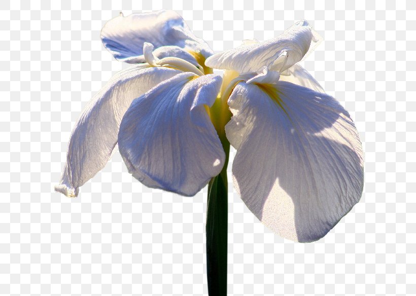 Irises Flower Petal Clip Art, PNG, 650x584px, Irises, Bayan, Blue, Flower, Flowering Plant Download Free