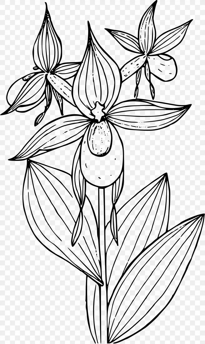 Lady's Slipper Orchids Cypripedium Reginae Cypripedium Montanum Clip Art, PNG, 1432x2400px, Slipper, Art, Artwork, Black And White, Botanical Illustration Download Free