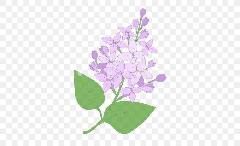 Lavender, PNG, 500x500px, Flowering Plant, Flower, Lavender, Lilac, Plant Download Free