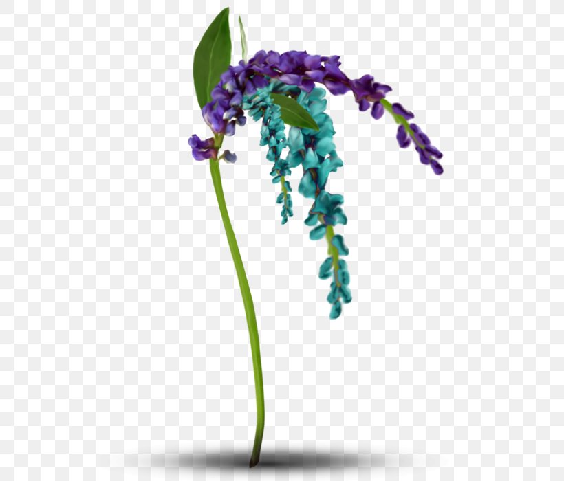 Lavender Violet Plant Stem, PNG, 528x700px, Lavender, Flora, Flower, Flowering Plant, Plant Download Free