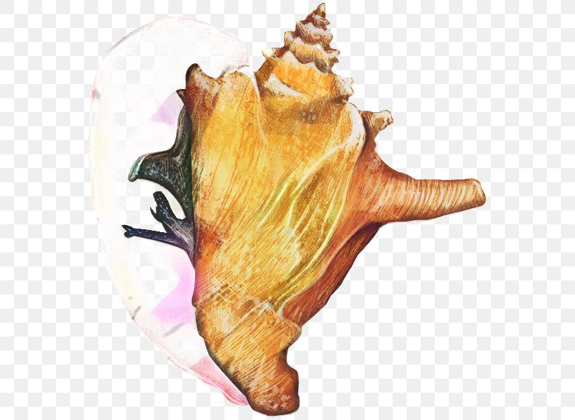 Snail Cartoon, PNG, 577x599px, Conch, Animal, Conchology, Fish, Musical Instrument Download Free