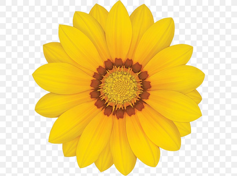 Common Sunflower Yellow Stock Photography Transvaal Daisy, PNG, 600x609px, Flower, Annual Plant, Chrysanths, Color, Common Daisy Download Free