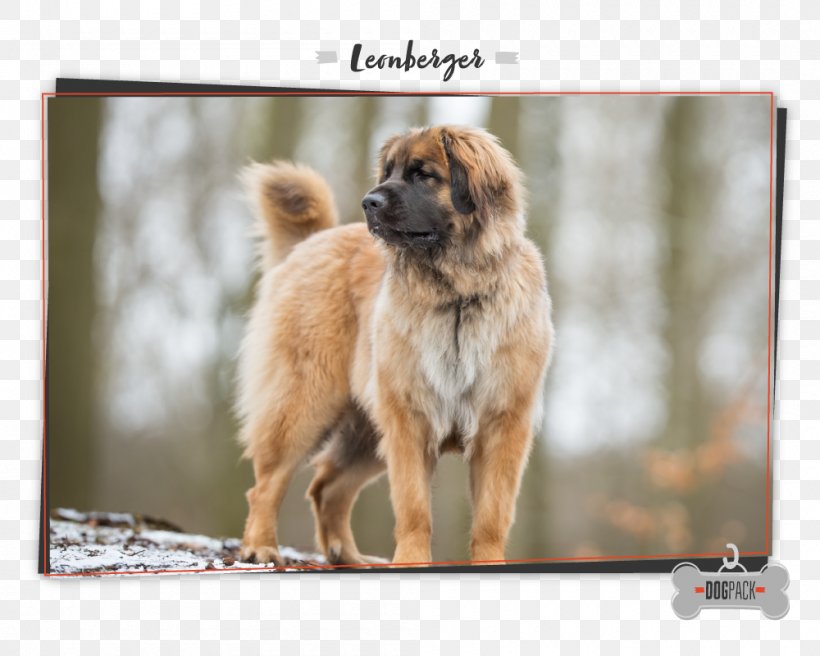 Dog Breed Leonberger Tibetan Spaniel Eurasier Newfoundland Dog, PNG, 1000x800px, Dog Breed, Borzoi, Breed, Carnivoran, Companion Dog Download Free