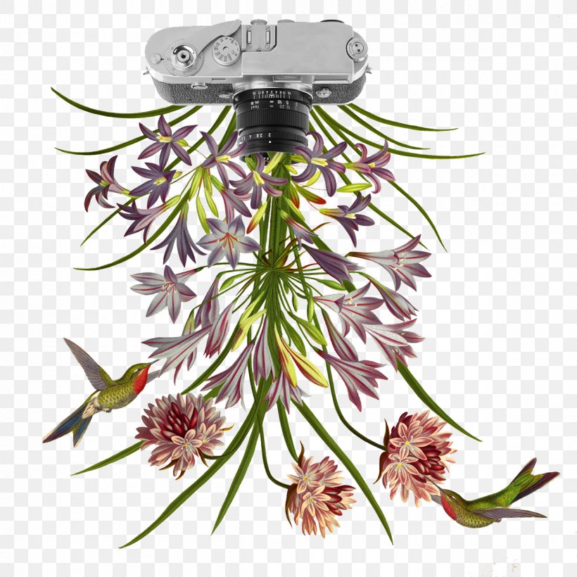 Flower Collage Botany Petal Illustration, PNG, 1200x1200px, Flower, Anatomy, Behance, Botany, Collage Download Free
