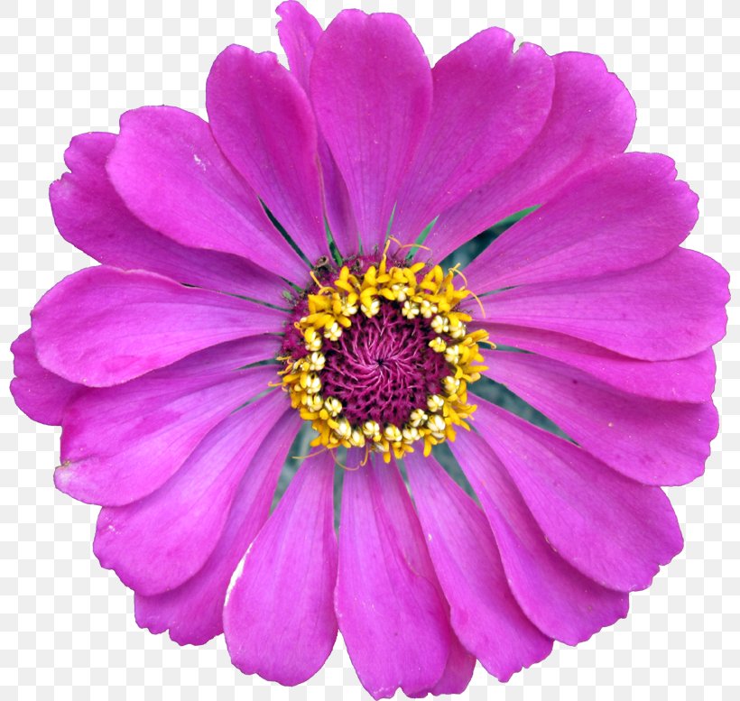 Gardening Garden Cosmos Garden Tool Gardener, PNG, 800x777px, Garden, Annual Plant, Aster, Blog, Chrysanthemum Download Free