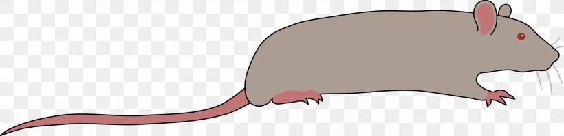 Rat Murids Rodent Mouse Clip Art, PNG, 2400x583px, Rat, Animal, Carnivoran, Fauna, Jaw Download Free