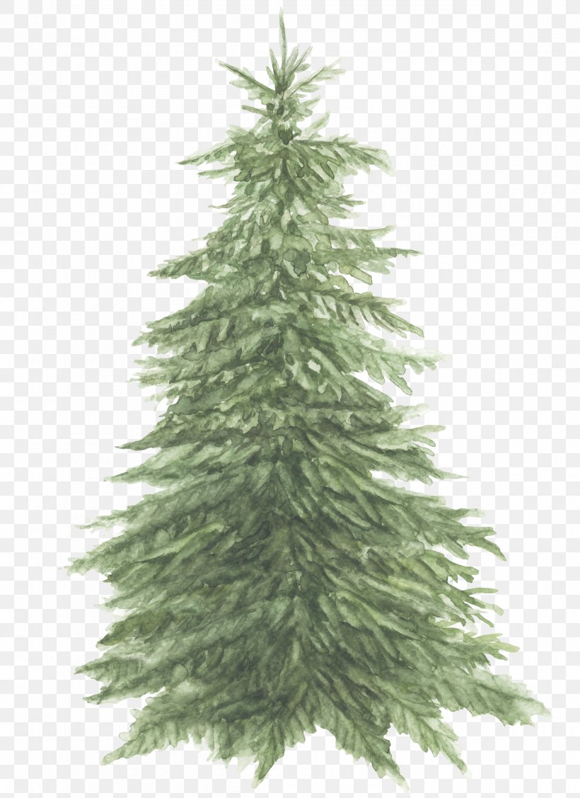 Spruce Pine The Bedlam Stacks Fir Christmas Tree, PNG, 2400x3300px, Spruce, Bedlam Stacks, Book, Book Review, Christmas Decoration Download Free
