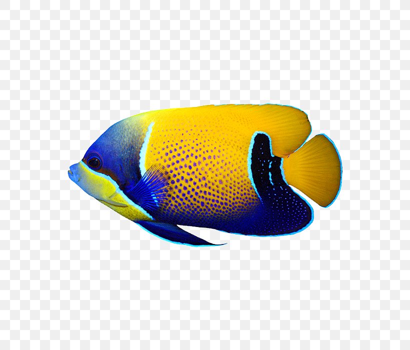 Underwater Photography Reef Shot Majestic Angelfish, PNG, 700x700px, Underwater Photography, Biology, Cap, Electric Blue, Exploration Download Free